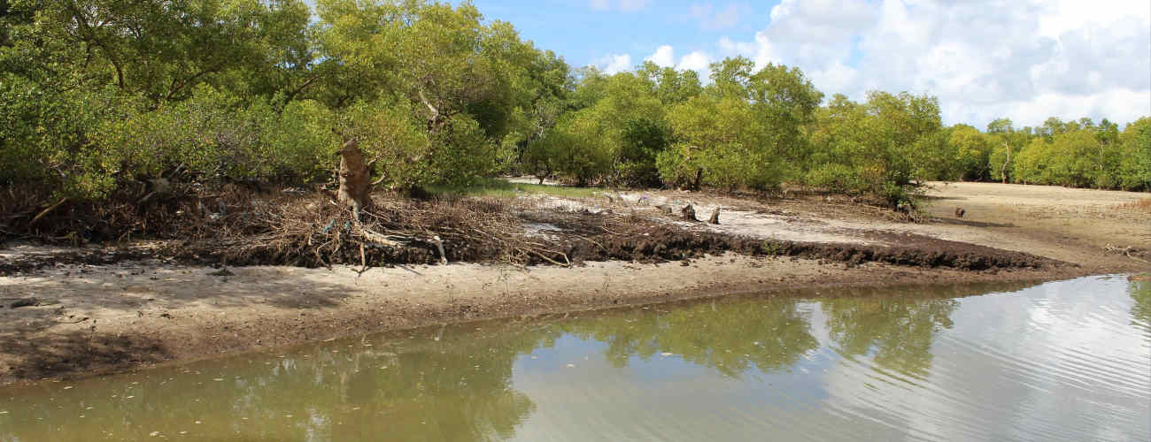 "Mangrove Restoration in Southern Unguja."