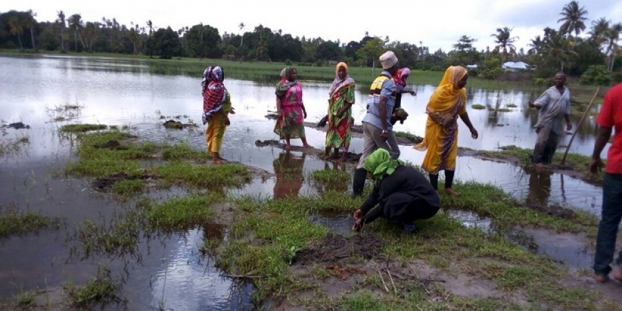PLANTING TREES REPORT AT DONGE MNYIMBI VILLAGE, UNGUJA